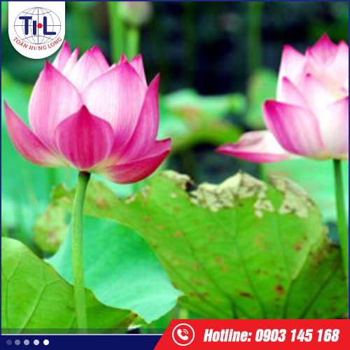 Hương sen